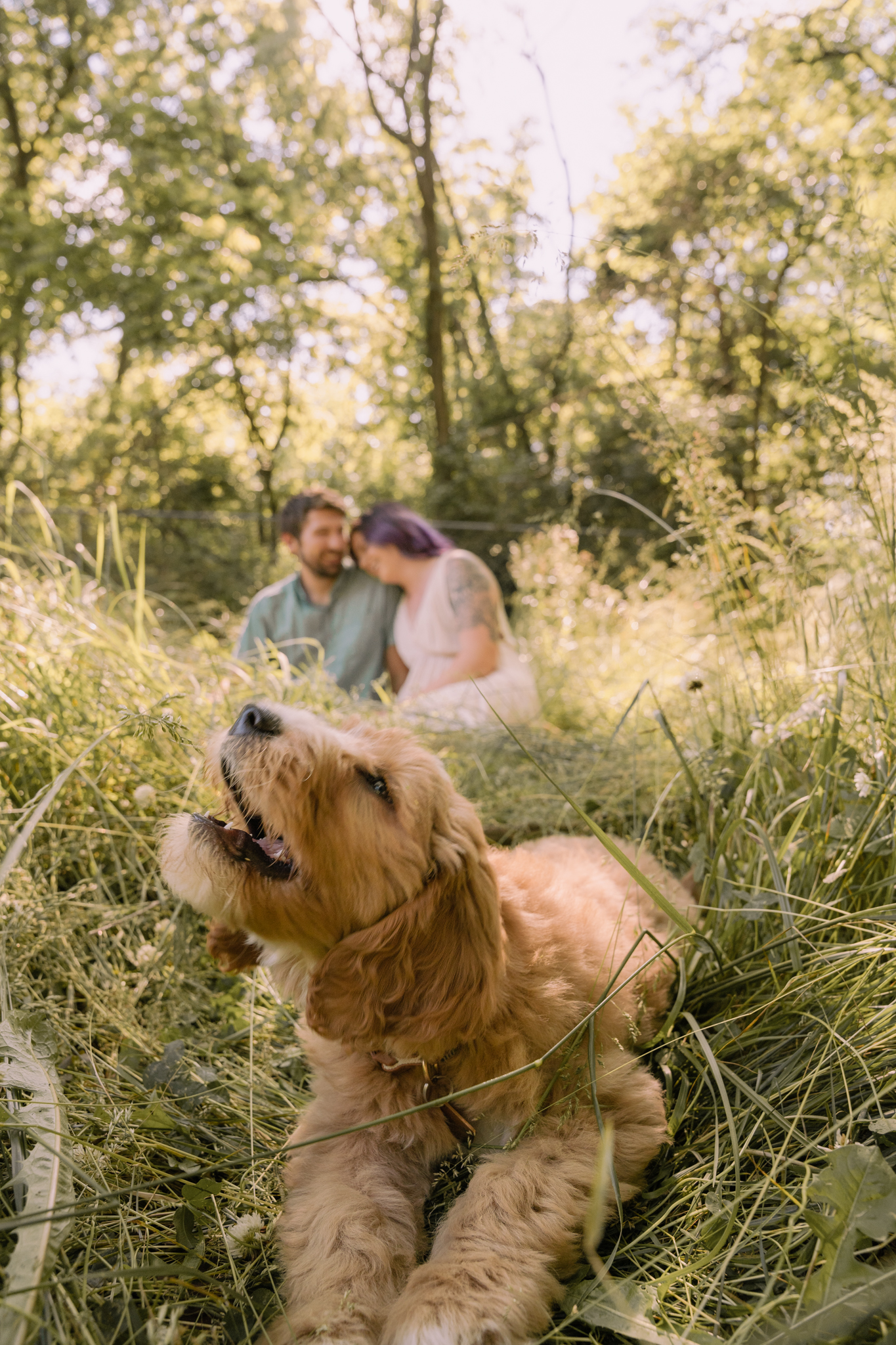 Couple with dog in golden field in Chambersburg, PA